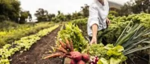 person in fields putting harvested vegetables in basket